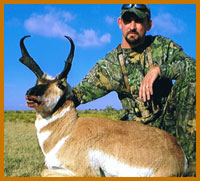 antelope