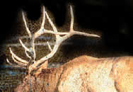 Big Bull Ranches, Trophy Elk hunting