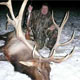 Up Trophy Elk & Deer