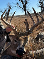 2025-01-deer